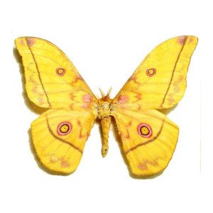 NUDAURELIA DIONE NUDAURELIA DIONE